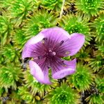 Gentianella cerastioides Flower