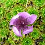 Gentianella cerastioides Fiore