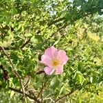 Rosa micrantha 花