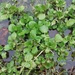 Nasturtium officinale Folla