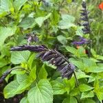 Salvia guaranitica Flower