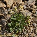 Brassica repanda Habitat