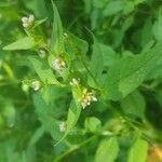 Persicaria nepalensis Žiedas