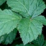 Rubus ulmifolius Feuille