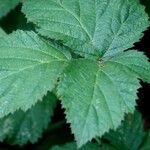 Rubus ulmifolius Blatt