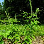 Teucrium hircanicum Habitus