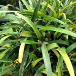 Maxillaria variabilis Агульны выгляд