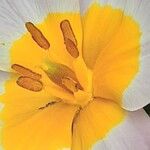 Tulipa saxatilis Flor