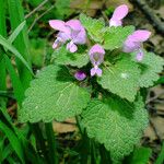 Lamium purpureum 葉