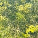 Zostera marina Folha