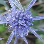 Eryngium amethystinum Kwiat