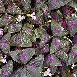 Oxalis triangularisLeaf