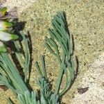 Platycapnos spicata Leaf