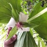 Trillium flexipes Blomma