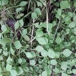 Claytonia rubra Blatt