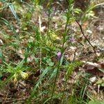 Hemipilia cucullata Kvet