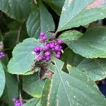 Callicarpa americana Leaf