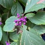 Callicarpa americana 叶