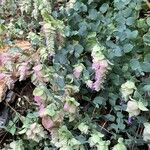 Origanum scabrum Habit