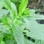 Teucrium scordium Blad