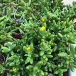 Delosperma echinatum List