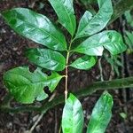 Coffea fotsoana Blatt