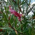 Eremophila maculata Flower