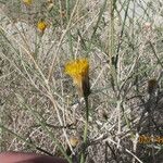 Bebbia juncea Dalc'h