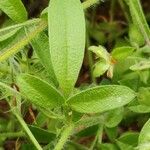 Hymenocarpos circinnatus Hoja