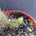 Bergerocactus emoryi Otro