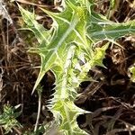 Scolymus maculatus Folha