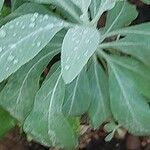 Salvia apiana Leaf