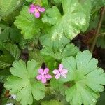 Geranium lucidum Habit