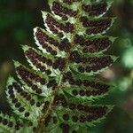 Polystichum aculeatum Frukt