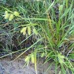 Carex hystericina Habit