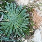 Plantago coronopus Frunză