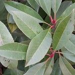 Photinia fraseri Blad