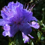 Rhododendron augustinii Λουλούδι