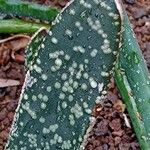 Gasteria obliqua Leaf