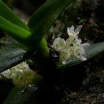 Ancistrorhynchus tenuicaulis Flower