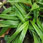 Xerophyta elegans Leaf