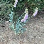 Penstemon palmeri Flor