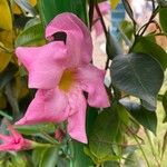 Mandevilla sanderi Floare