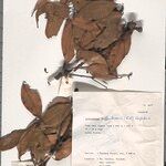 Lithocarpus suffruticosus Other