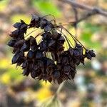 Physocarpus capitatus Fruit