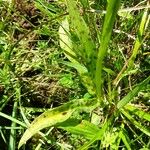 Dactylorhiza maculata Leaf