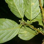 Colubrina spinosa Ліст