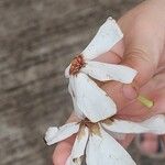Cerbera manghas Blüte