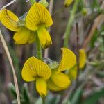 Crotalaria deserticola Blüte