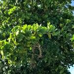 Terminalia catappa অভ্যাস